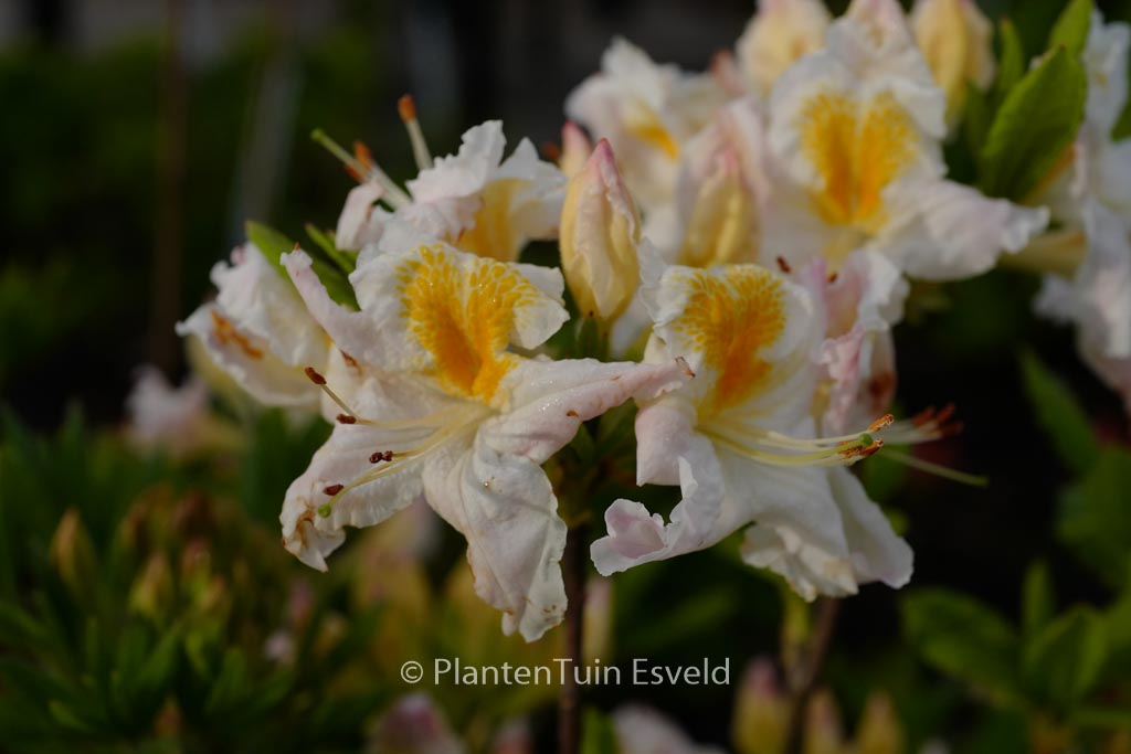 Rhododendron ‚Moeve‘ (Azalea)