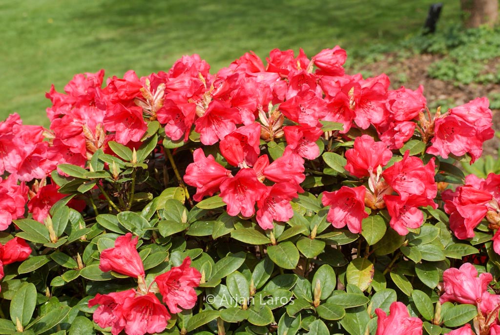 Rhododendron ‚Molly Ann‘