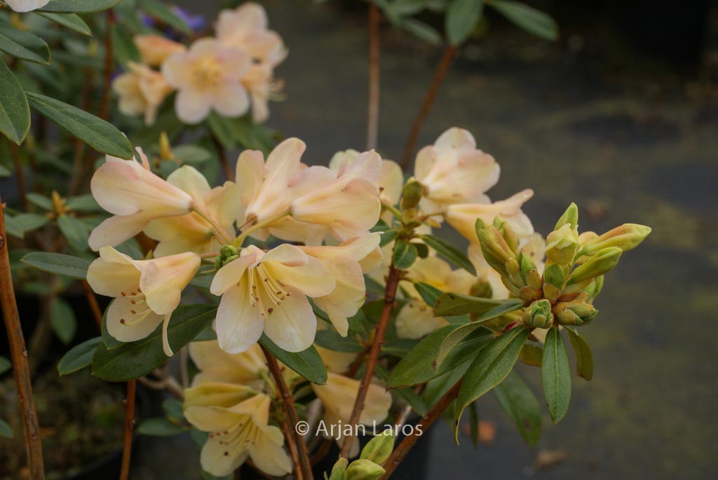 Rhododendron ‚Mondschein‘