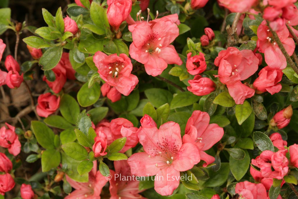 Rhododendron ‚Morava‘ (Azalea)