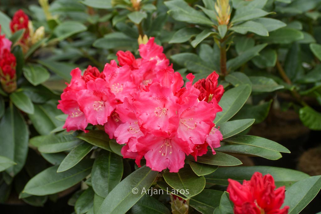 Rhododendron ‚Morgenrot‘