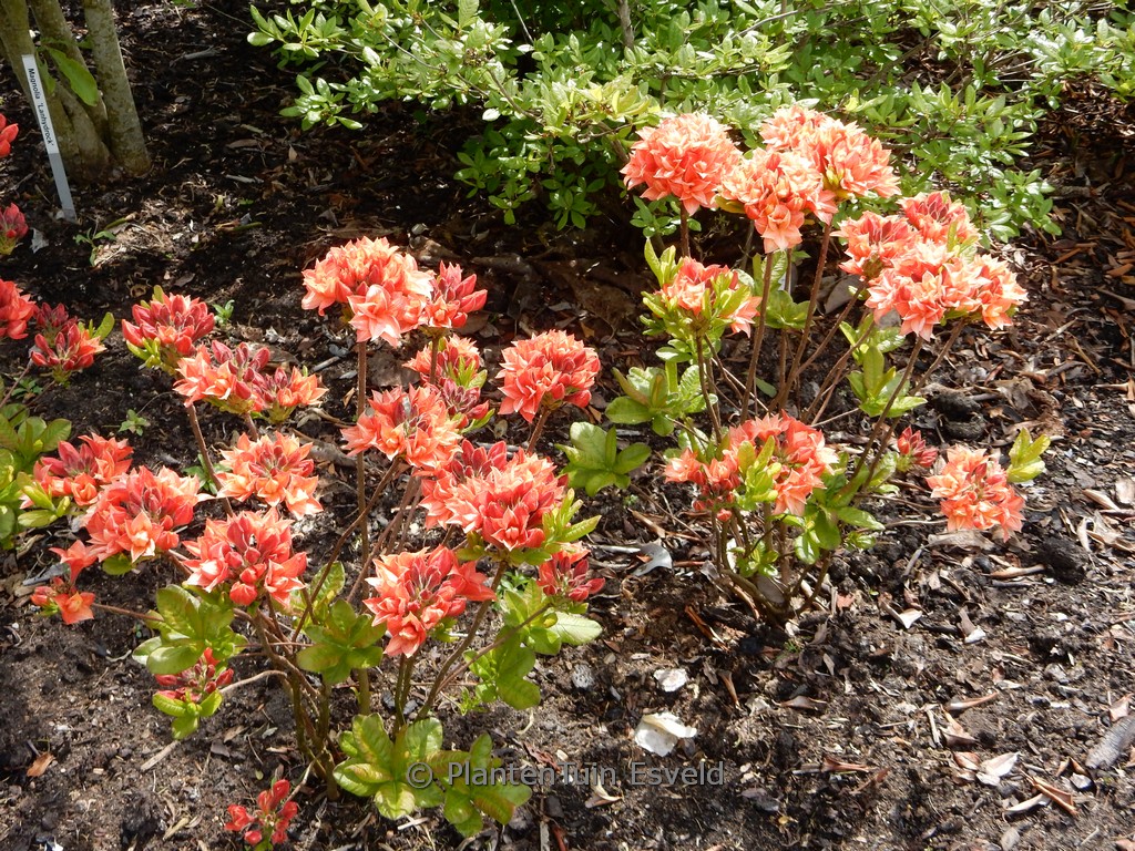 Rhododendron ‚My Reini‘ (Azalea)