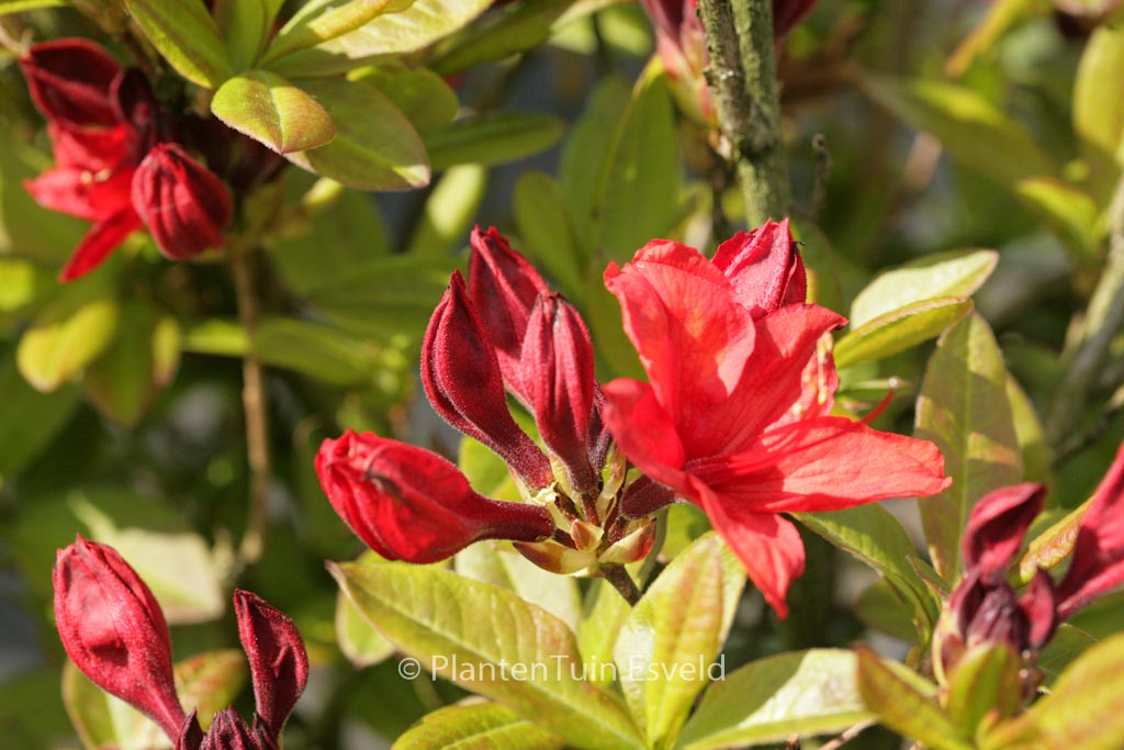 Rhododendron ‚Nabucco‘ (Azalea)