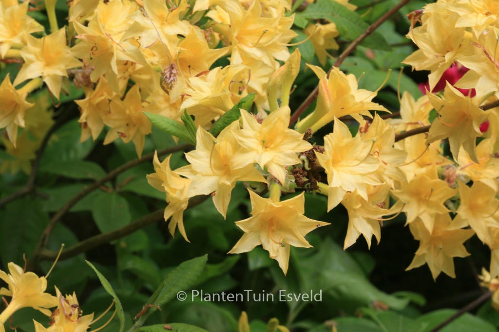 Rhododendron ‚Narcissiflora‘ (Azalea)