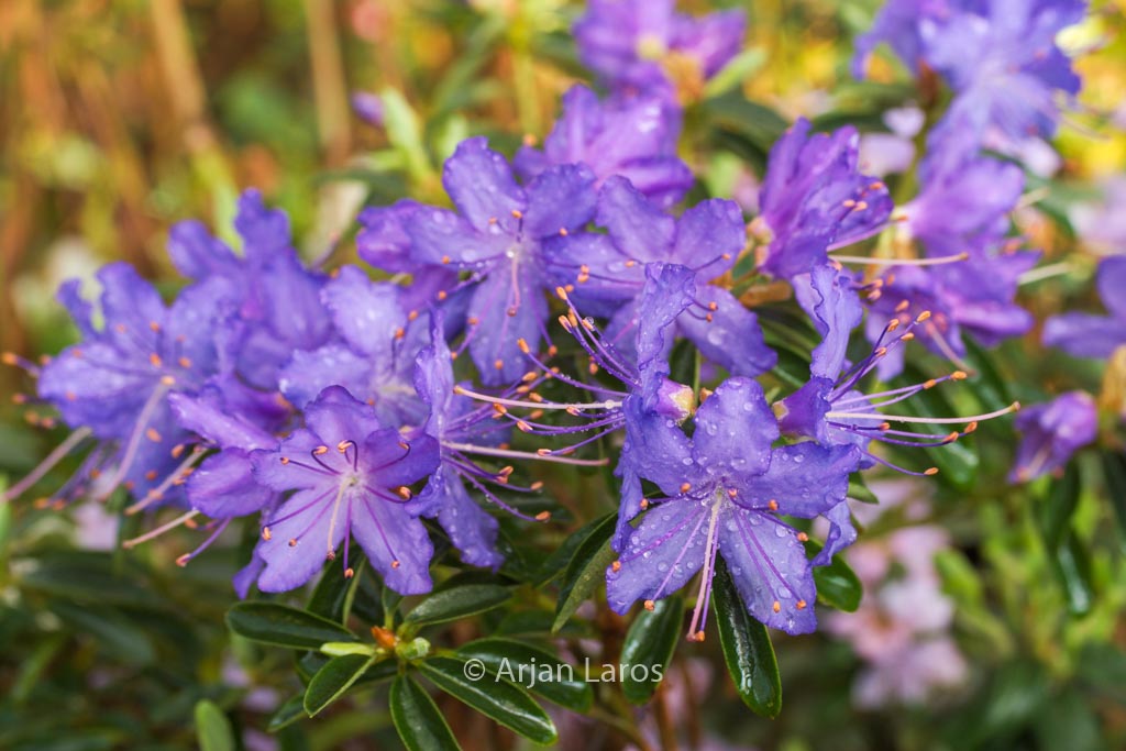 Rhododendron ‚Night Sky‘