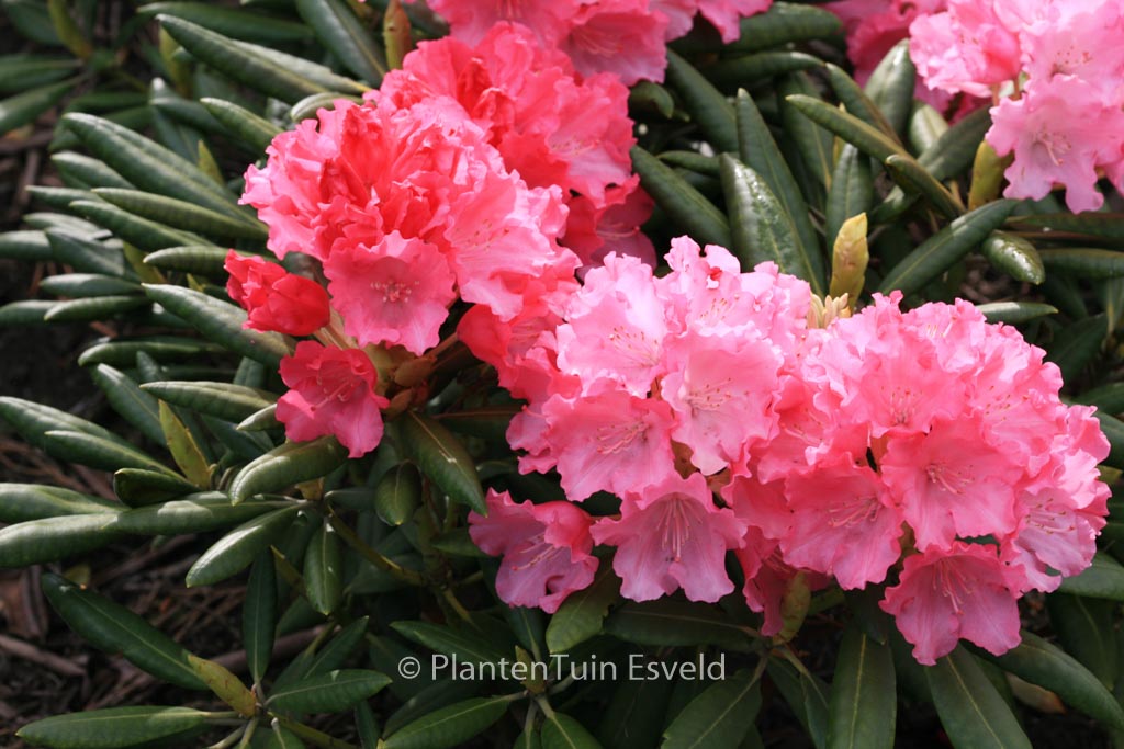 Rhododendron ‚Ninotschka‘