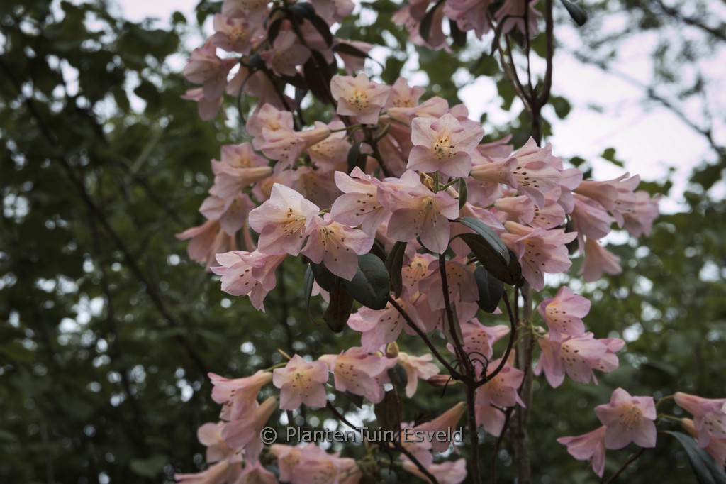 Rhododendron ‚Nizette‘