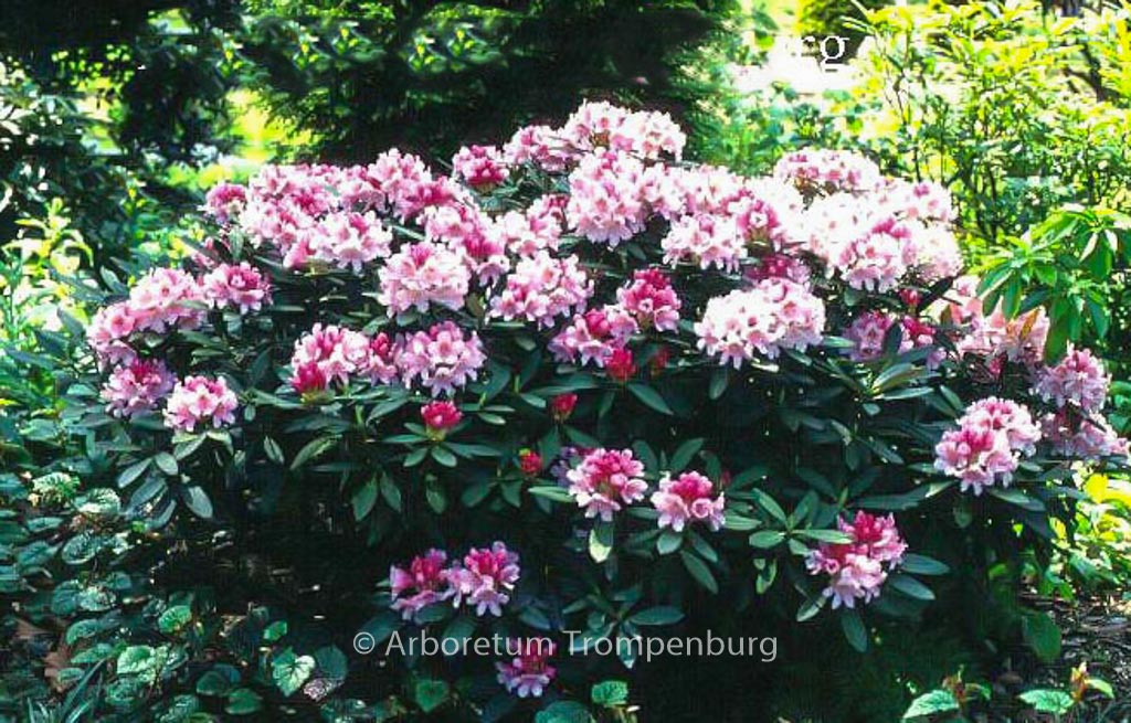Rhododendron ‚Nofretete‘