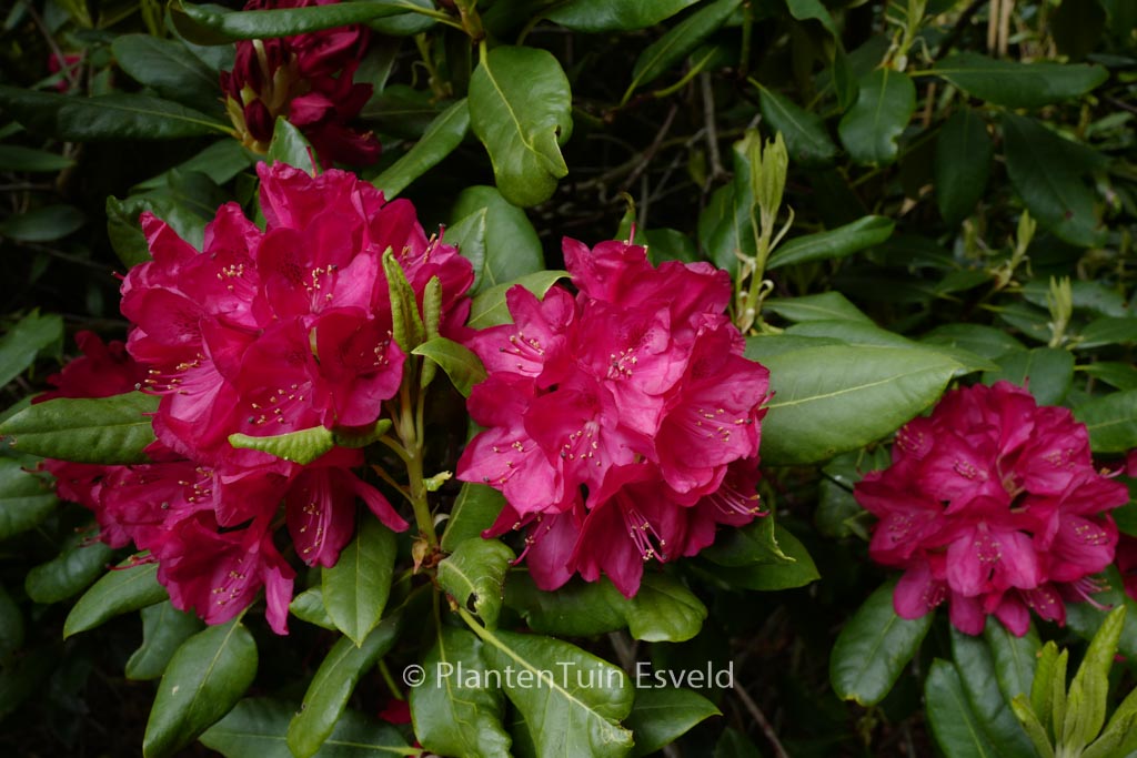 Rhododendron ‚Nova Zembla‘