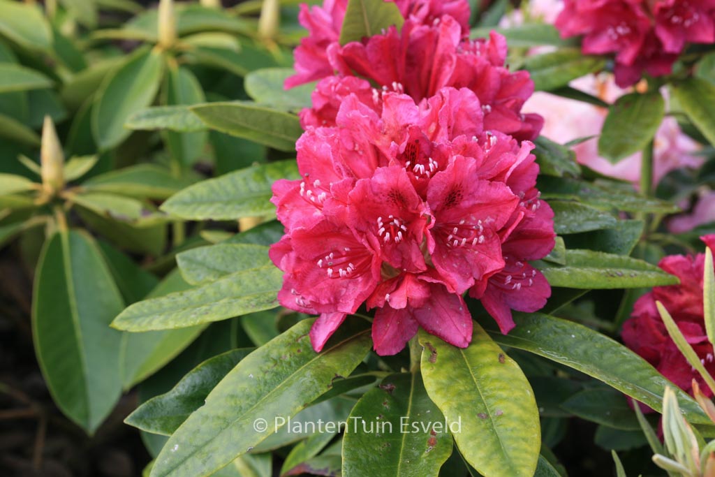 Rhododendron ‚Old Port‘