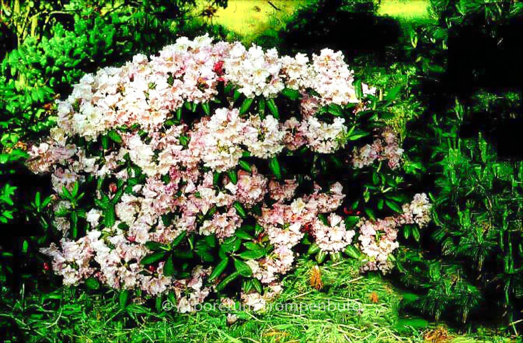 Rhododendron ‚Oldenburg‘