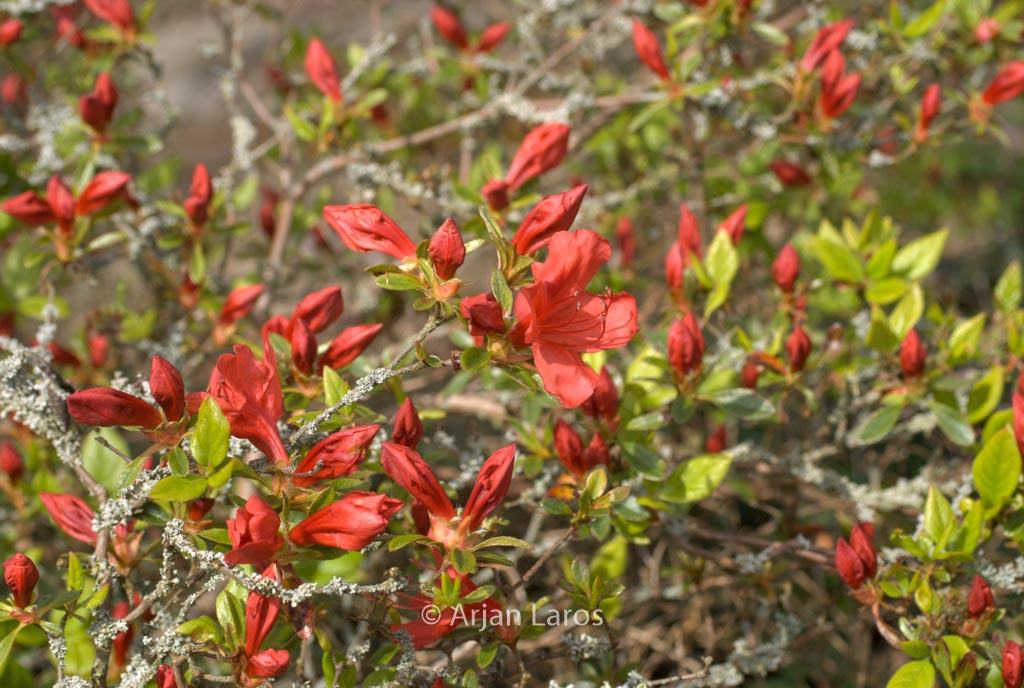Rhododendron ‚Orange Beauty‘ (Azalea)