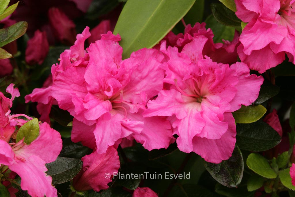 Rhododendron ‚Orion‘ (Azalea)