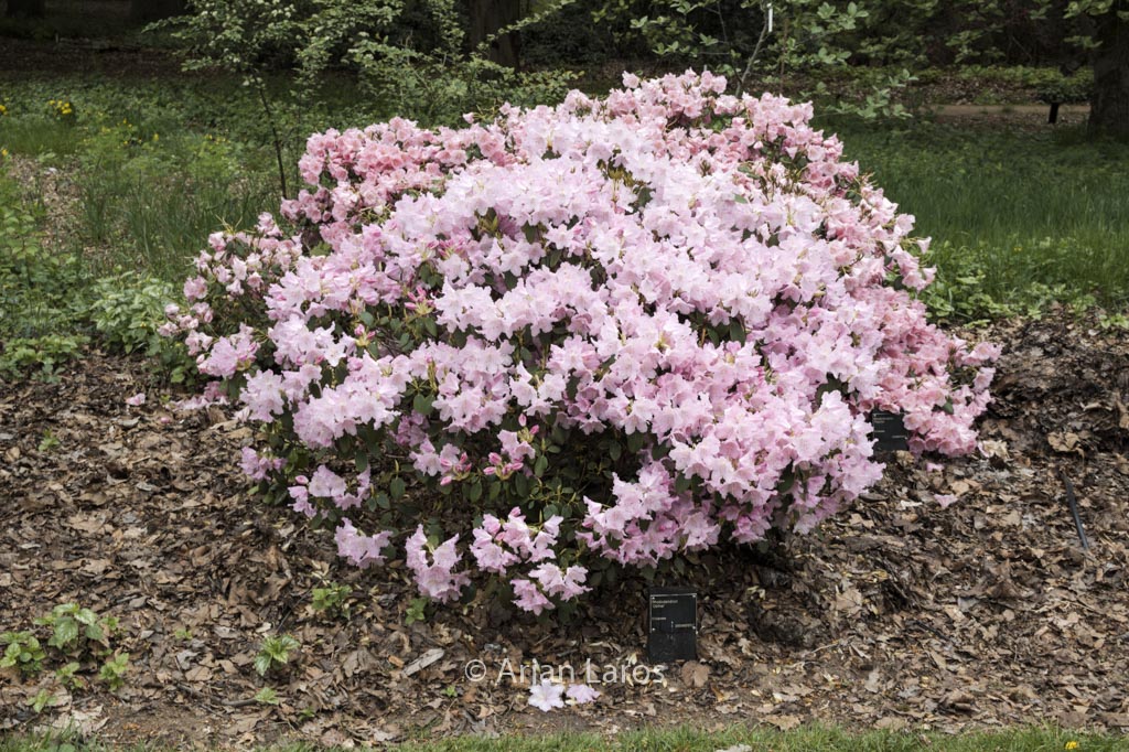 Rhododendron ‚Osmar‘
