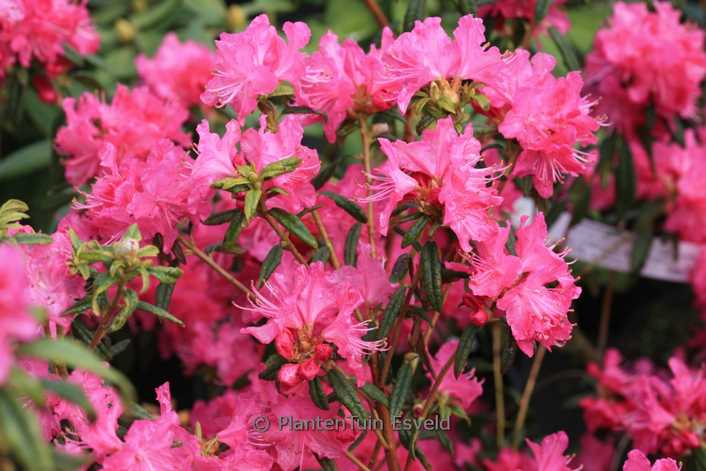Rhododendron ‚Ostara‘