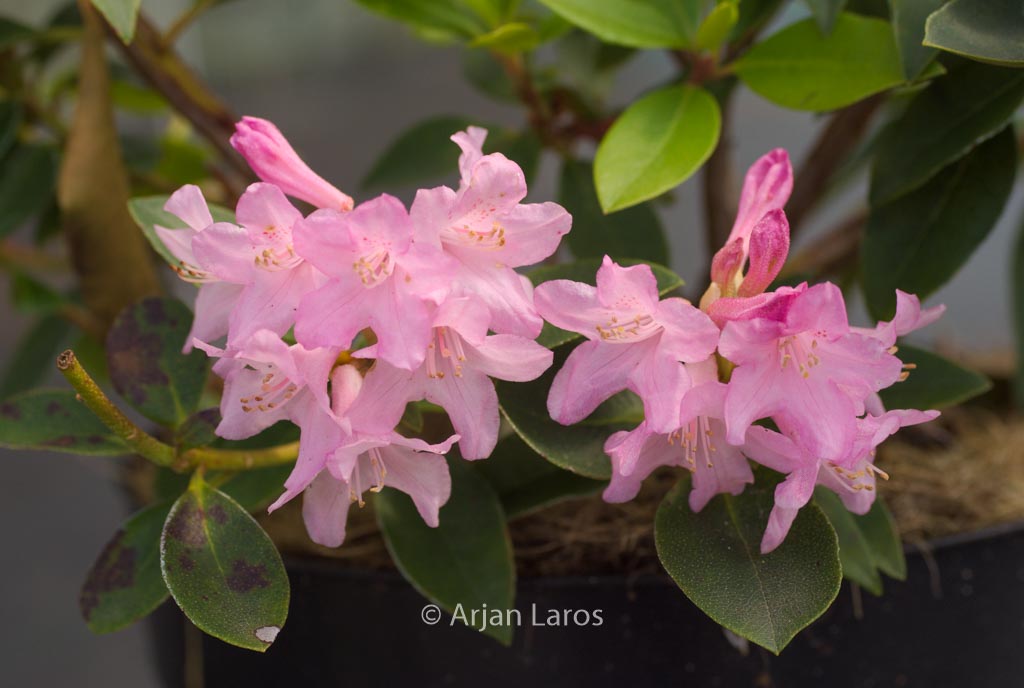 Rhododendron ‚Ovatum‘