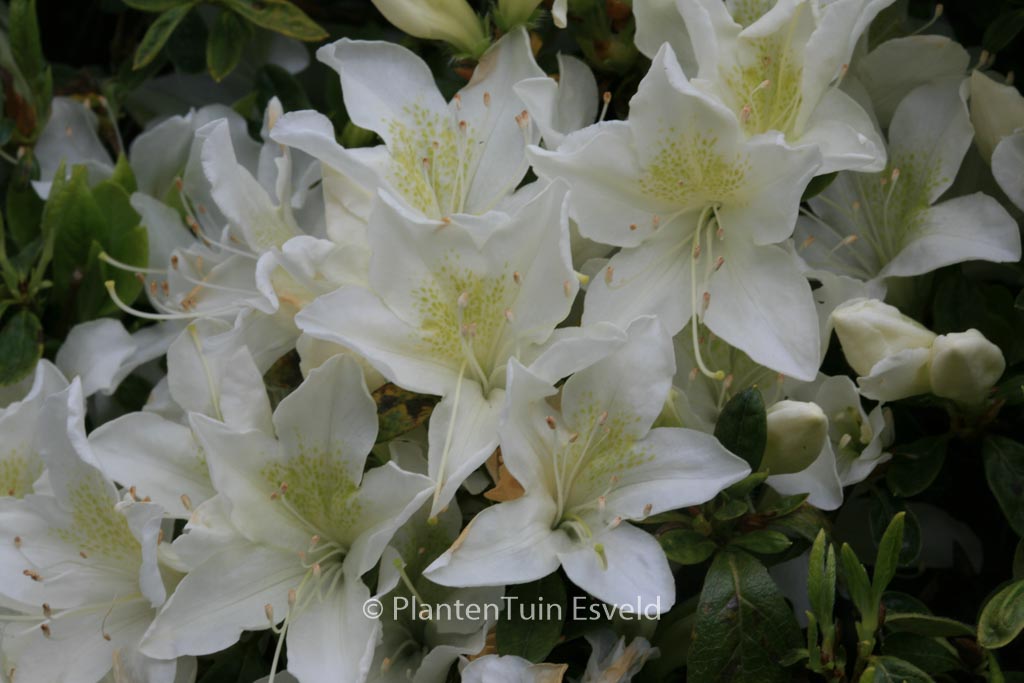 Rhododendron ‚Palestrina‘ (Azalea)