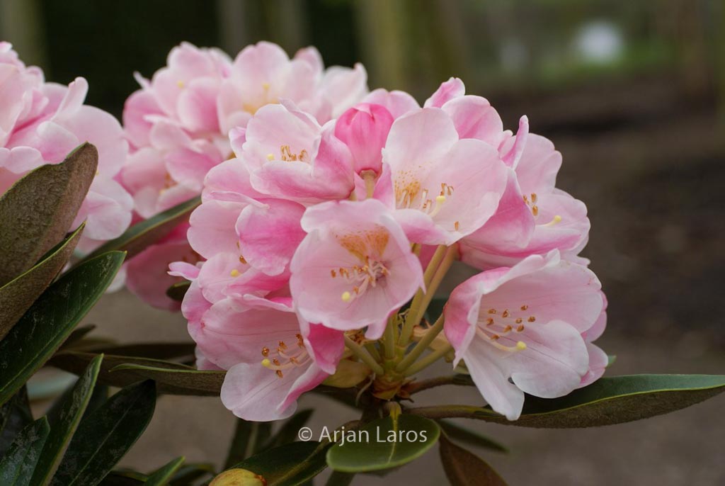 Rhododendron ‚Palle Christensen‘