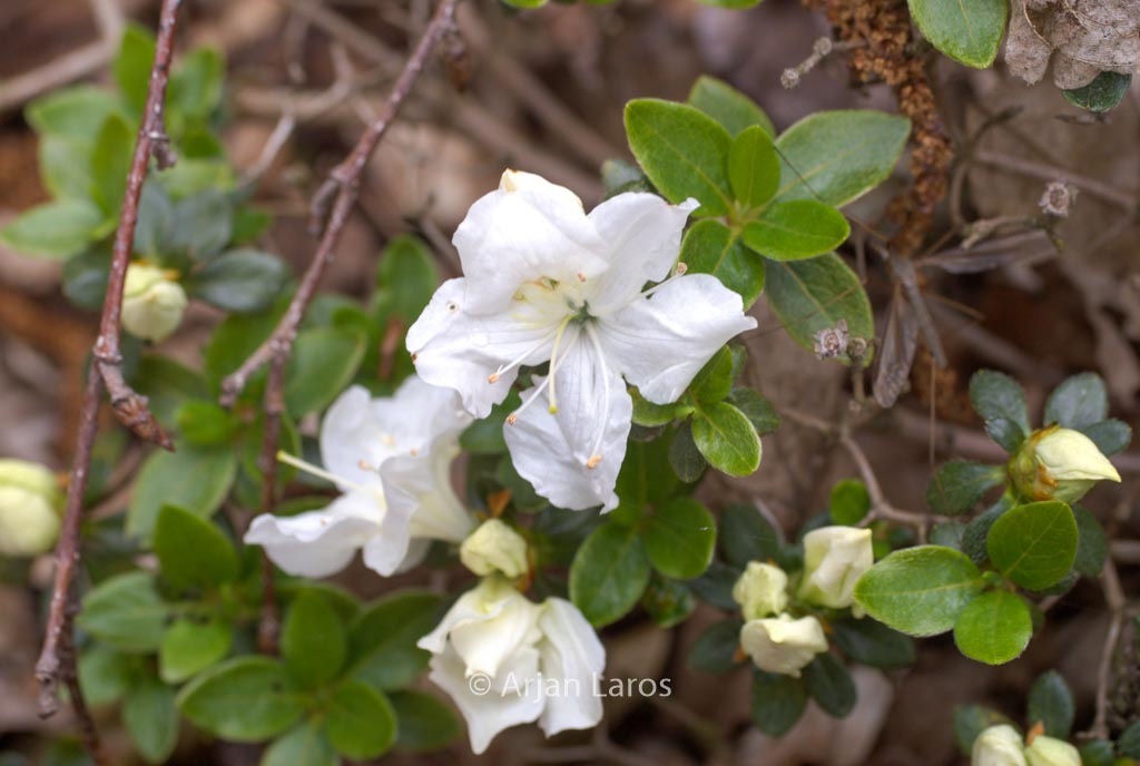 Rhododendron ‚Panda‘ (Azalea)