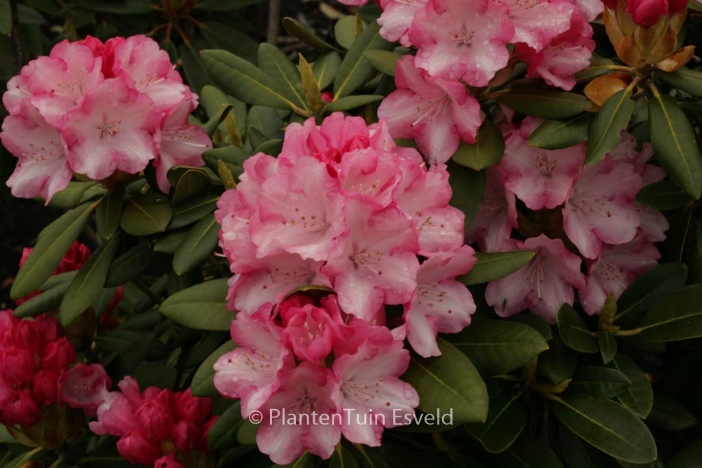 Rhododendron ‚Papageno‘