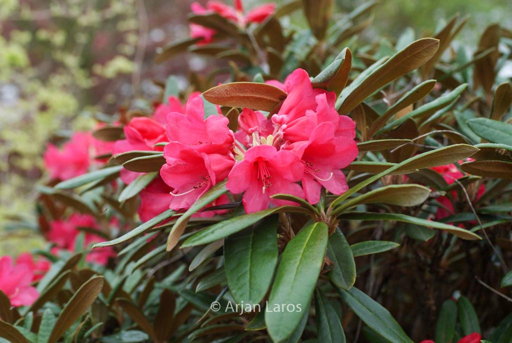Rhododendron ‚Parsifal‘
