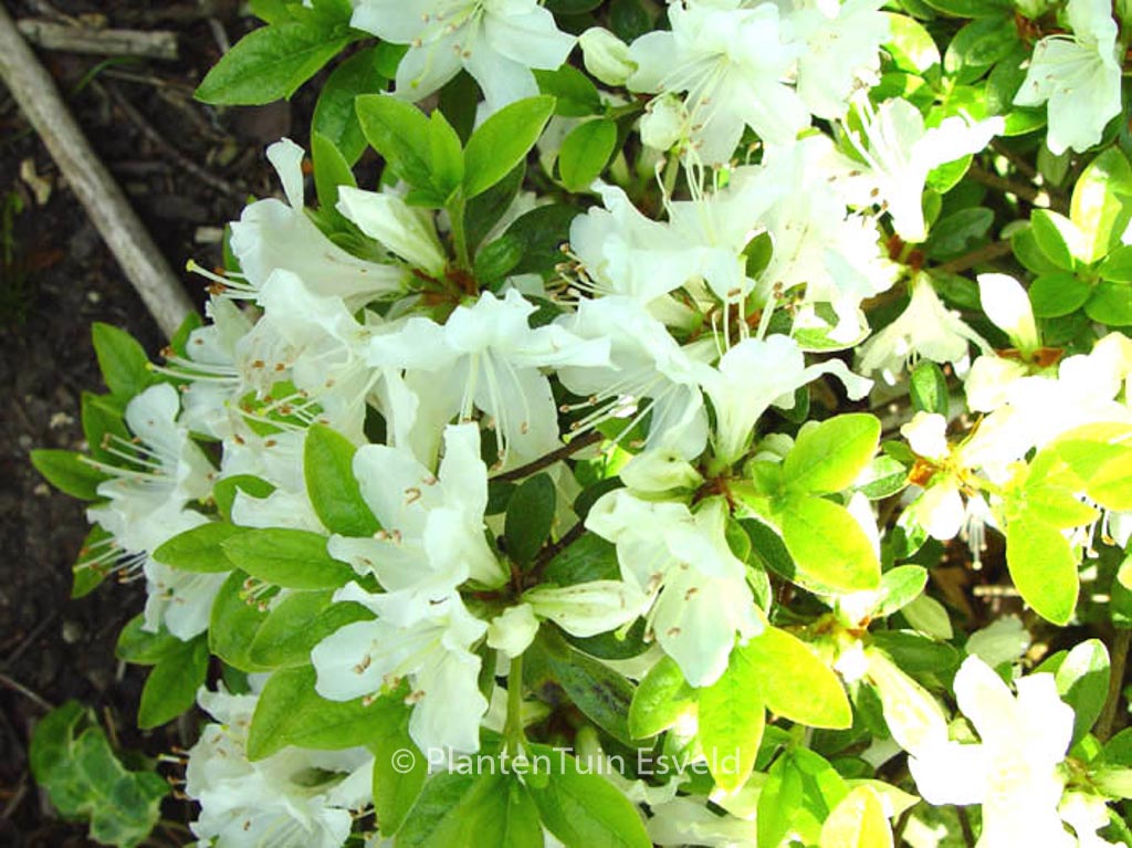 Rhododendron ‚Patricia Barmold‘ (Azalea)