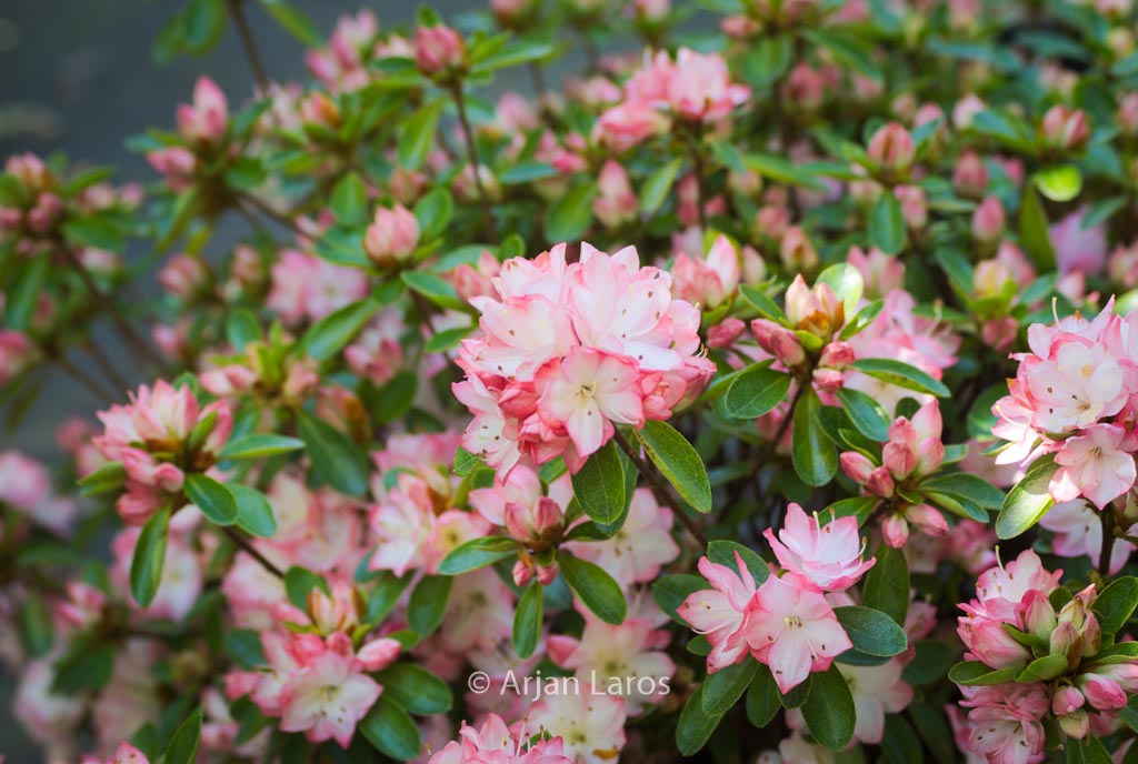 Rhododendron ‚Peggy Ann‘ (Azalea)