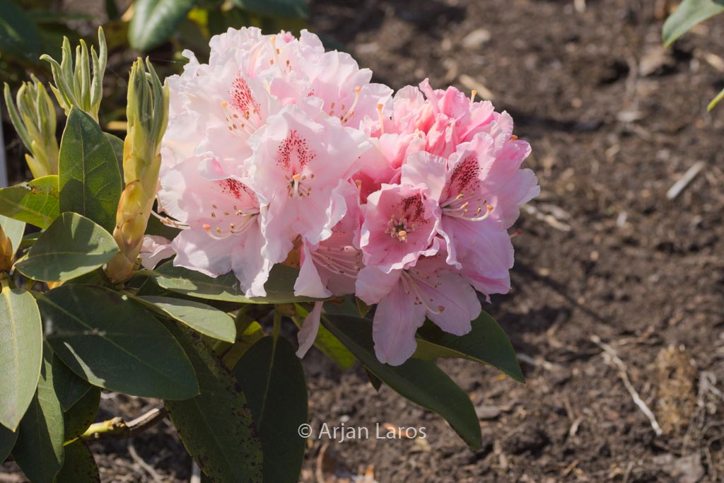 Rhododendron ‚Peggy Bannier‘