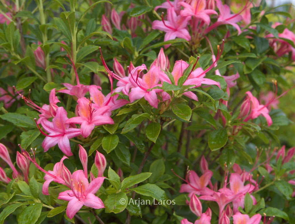 Rhododendron ‚Pennsylvania‘ (Azalea)