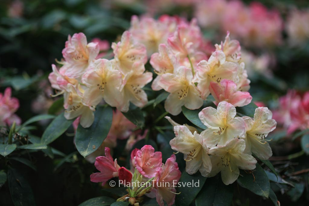 Rhododendron ‚Percy Wiseman‘