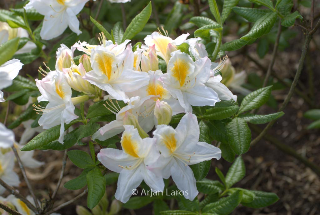 Rhododendron ‚Persil‘ (Azalea)