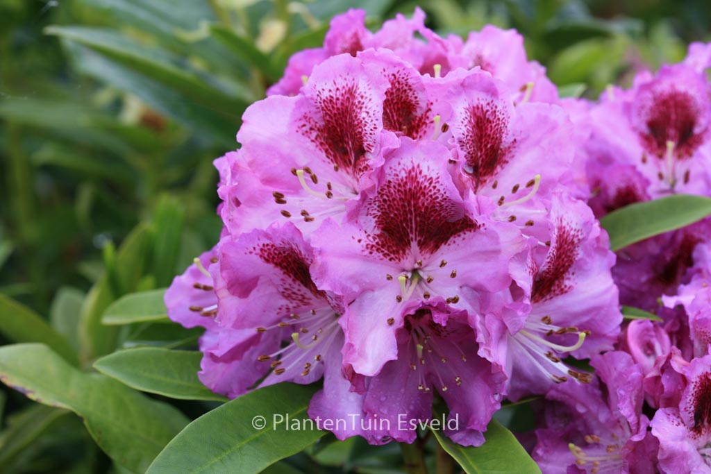 Rhododendron ‚Pfauenauge‘