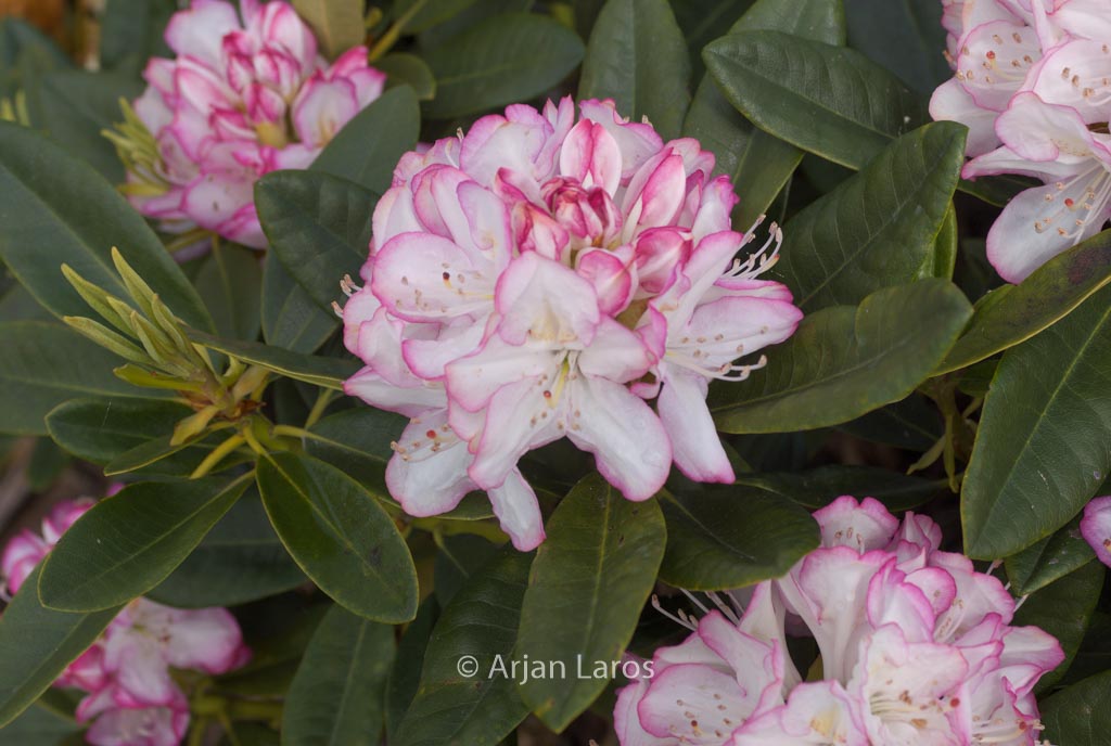 Rhododendron ‚Picotee‘