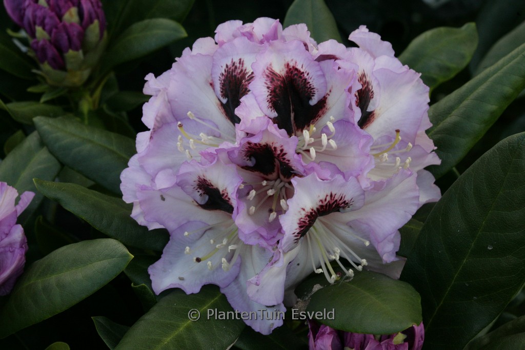 Rhododendron ‚Pinguin‘