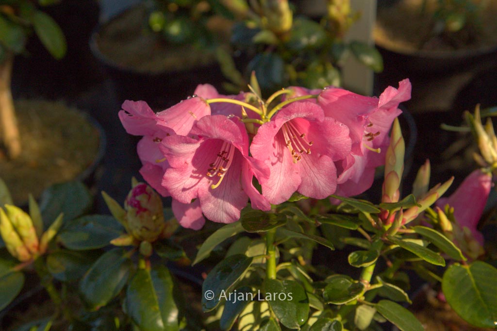 Rhododendron ‚Pink Bountiful‘