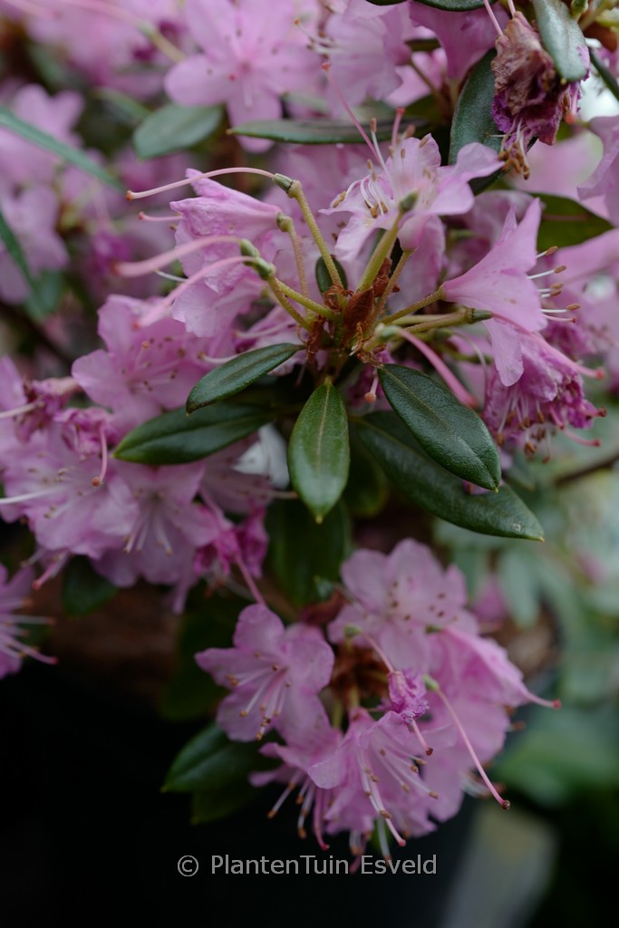 Rhododendron ‚Pintail‘