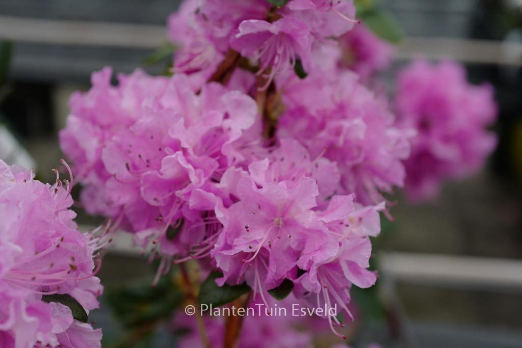 Rhododendron ‚Pioneer‘
