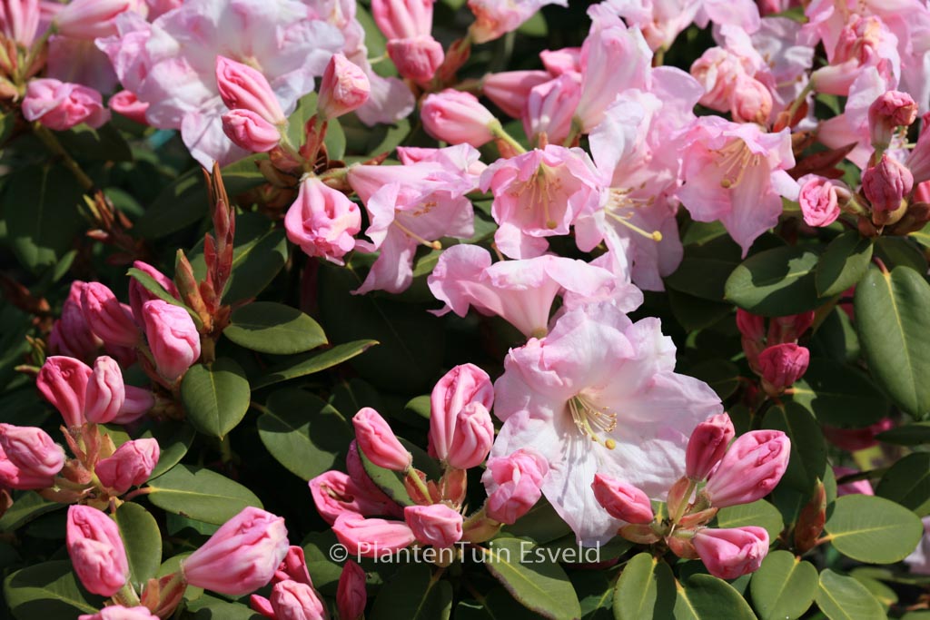 Rhododendron ‚Pipaluk‘