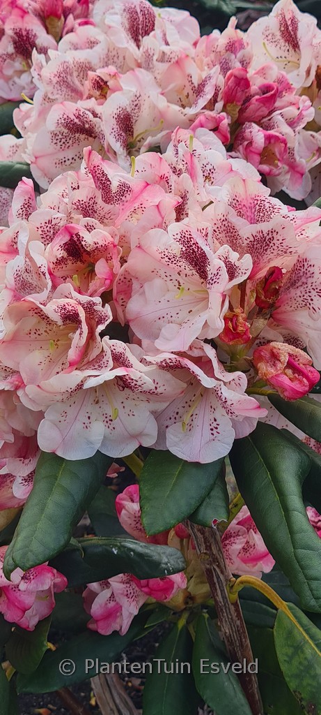 Rhododendron ‚Prinses Maxima‘