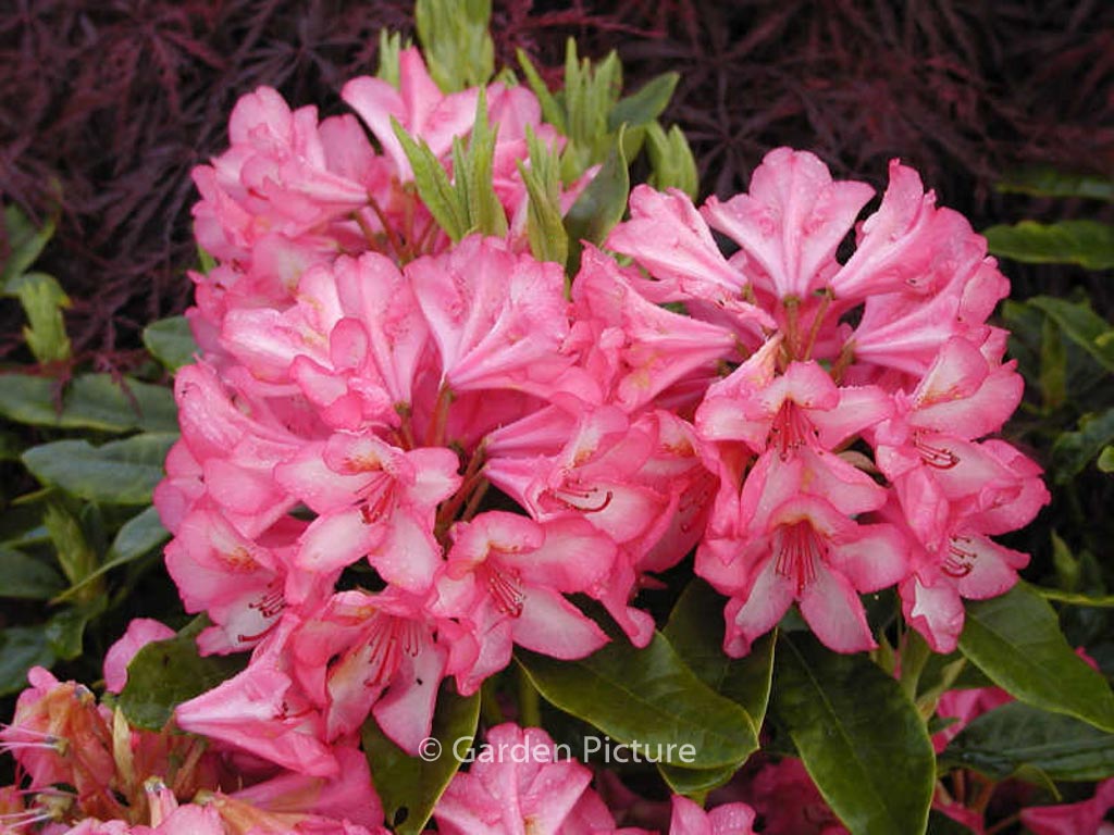 Rhododendron ‚Prinz Karneval‘