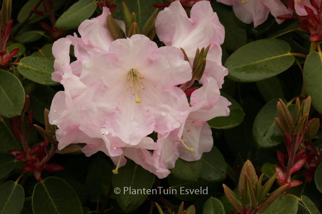 Rhododendron ‚Psyche‘
