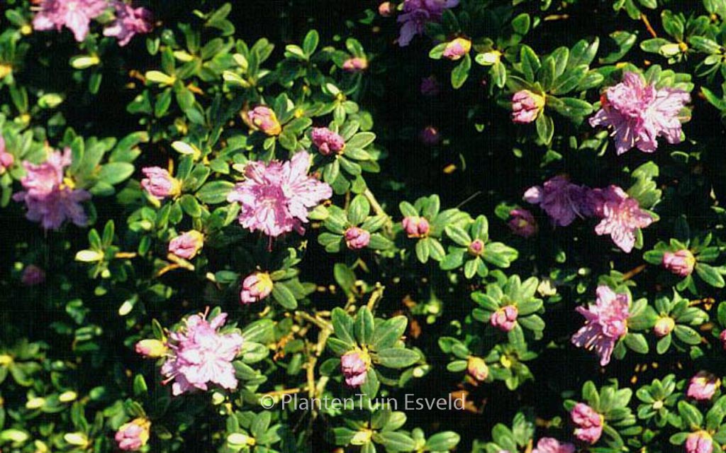 Rhododendron ‚Purple Gem‘
