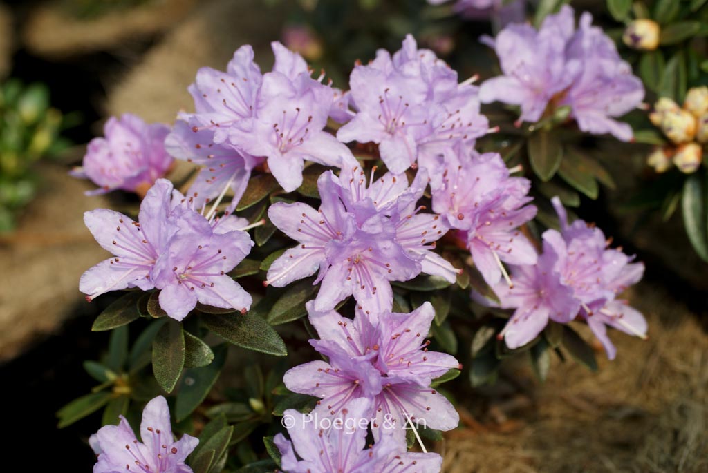Rhododendron ‚Pygmaea‘