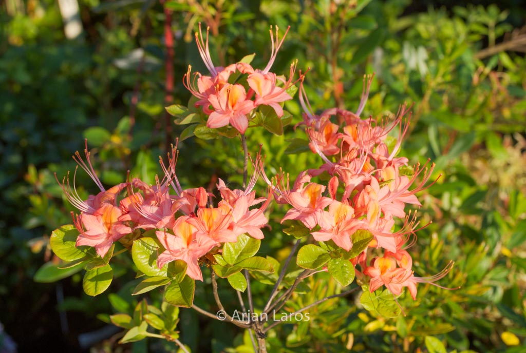 Rhododendron ‚Queen of England‘ (Azalea)