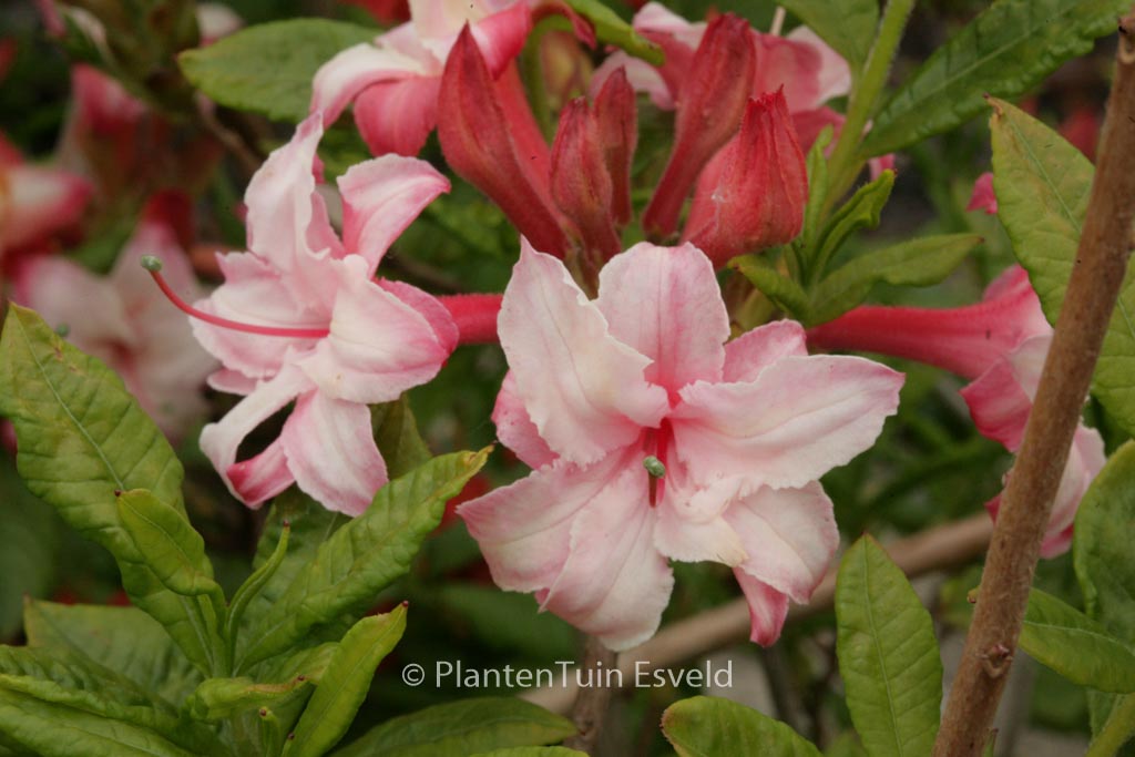 Rhododendron ‚Quentin Metsys‘ (Azalea)