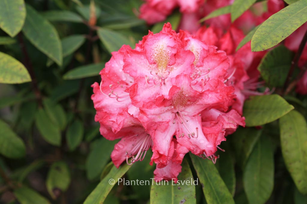 Rhododendron ‚R.S. Holford‘