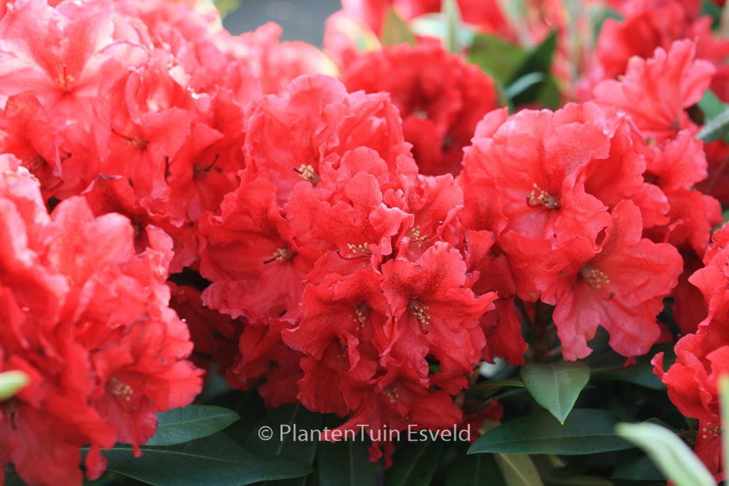 Rhododendron ‚Rabatz‘