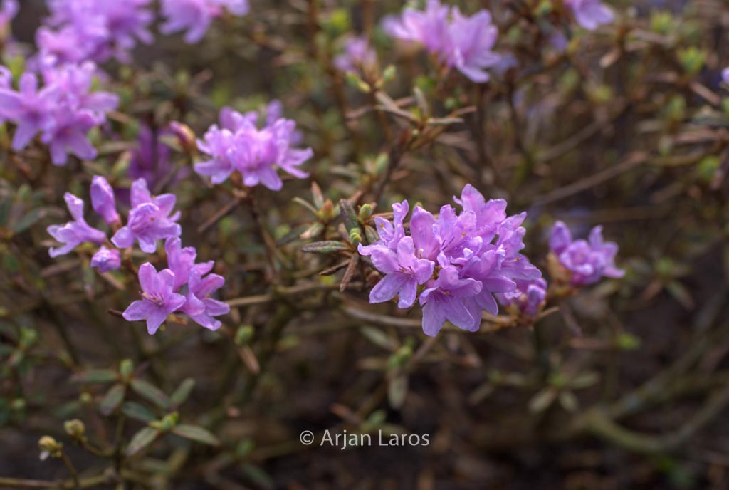 Rhododendron ‚Raisa‘