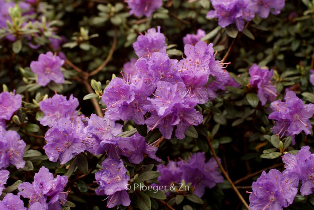 Rhododendron ‚Ramapo‘