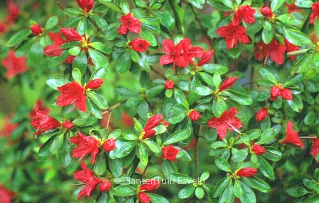 Rhododendron ‚Rashomon‘ (Azalea)